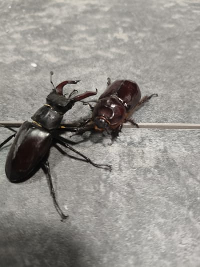 Two beetles are on a grey, textured surface, likely a tiled floor, in Grinăuți, Moldova. The beetle on the left is a stag beetle, characterized by its large, antler-like mandibles. It is dark brown and black, with visible legs and antennae. The beetle on the right is a rhinoceros beetle, with a rounded, brown exoskeleton. It appears to be facing the stag beetle, with its head and legs partially obscured. The lighting suggests an indoor environment, possibly a home or outdoor patio.