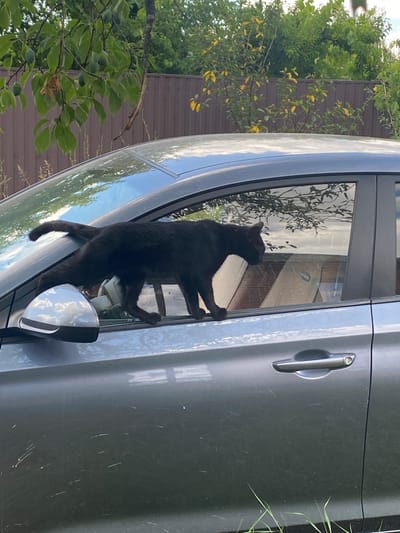 A black cat is perched on the open window ledge of a gray car, its body extended partially into the vehicle's interior. The cat's tail is raised and curved, and its head is turned towards the inside of the car. The car is parked outdoors, with a brown wooden fence and lush green foliage visible in the background. The sky above is partly cloudy, with reflections of trees and the sky visible on the car's surfaces. The image appears to have been taken in Akhtyrskiy, Russia, as per the prompt.