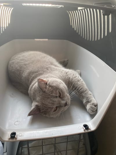 A light grey cat is lying on its side inside a white plastic pet carrier. The carrier has a grated lid, and the cat's head is resting near the front, with one paw extended forward. The cat's eyes are partially closed. The carrier is positioned in a dimly lit environment, possibly indoors, with light entering from the top of the carrier. The specific location in Bakikhanov, Azerbaijan cannot be determined from the visual information provided.