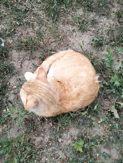 An overhead, close-up shot shows an orange tabby cat curled up on the ground amongst sparse green weeds and dry dirt in Қарғалы, Kazakhstan. The cat is mostly concealed, with its back to the viewer and its head tucked in. Its tail is curled around its body, and a small tuft of white fur is visible on its tail. The cat's fur is a warm, ginger color with faint tabby stripes. Its ears are visible, and one ear is slightly flattened against its head. The ground is composed of light brown dirt with patches of dry leaves and small green weeds scattered throughout. The lighting suggests it is daytime, possibly overcast.