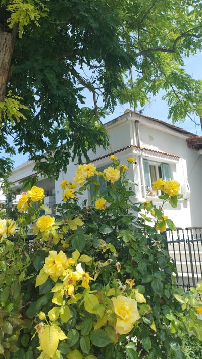 In an outdoor scene in Nea Michaniona, Greece, a bush of vibrant yellow roses with green foliage is in full bloom, obscuring the lower portion of a white two-story building. The building features a red-tiled roof with a decorative border and light blue shutters on an upper window. A black metal fence and stairs are visible to the right of the building. A large tree with green leaves extends from the left side of the frame, casting shadows and providing a canopy over the scene. The sky is clear and blue. There are no people or animals visible. The image appears to be taken on a sunny day.