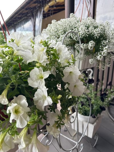 The image displays a close-up view of hanging flower baskets with white petunias in the foreground and small white flowers in the background. The flowers are lush and green, with some wilting petals visible on the petunias. The baskets are suspended by red cords and are supported by decorative metal stands. In the background, a covered porch or balcony is visible, with rain falling and dripping from the roofline, creating a slightly blurred effect. The overall scene suggests an outdoor setting, possibly a residential area in a city like Bolshaya Rechka, Russia, during or after rainfall. There are no people or animals present in the image. The focus is entirely on the floral arrangement and the environmental conditions.