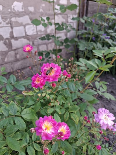 A close-up shot captures a cluster of small, multi-petaled pink roses in bloom, with a bee actively collecting nectar from one of the flowers. The roses are set against a backdrop of lush green foliage and a weathered brick wall. In the background, hints of a wooden fence and other flowering plants can be observed, suggesting an outdoor garden setting. The scene is likely located in the city of Krolevets, Ukraine, given the context provided, implying a domestic or public garden environment.
