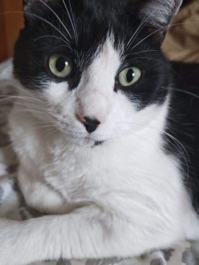 The image is a close-up, eye-level portrait of a black and white cat. The cat is facing the camera with its green eyes looking directly forward. The fur is short and appears well-groomed. The cat's nose is black with a pinkish hue in the center. The background is softly blurred and appears to be an indoor setting, possibly a bed or sofa with a patterned throw. There is no indication of the city of La Garde, France in the image.