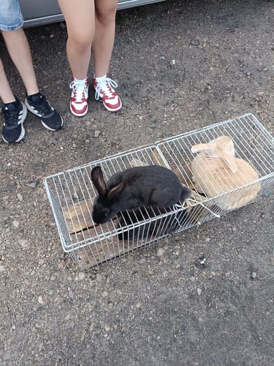 In Łosice, Poland, two rabbits, one black and one light brown, are enclosed in a white wire cage. The cage sits on a wooden base on a gravelly surface. To the left of the cage, two individuals are standing, their lower legs and feet visible. One person is wearing denim shorts and black athletic shoes with white accents. The other person is wearing white socks and red and white athletic shoes. The scene is outdoors, indicated by the gravel ground and the lighting suggesting daylight.