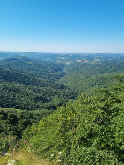 The image depicts a sweeping panoramic view of a vast, verdant mountain landscape under a clear blue sky. The foreground features lush green foliage, with some wildflowers in hues of purple and white scattered among dry grasses. Beyond this, the eye is drawn to rolling hills covered in dense, dark green forests that recede into the distance. A deep valley, also heavily forested, cuts through the center of the scene. Further back, the landscape softens into a hazy, layered effect of hills and what appear to be fields or clearings, suggesting human habitation on a smaller scale. The overall impression is one of natural beauty and expansive wilderness. This scene is representative of the mountainous regions surrounding Radevtsi, Bulgaria, characterized by extensive forests and undulating terrain. There are no people or discernible man-made structures in the immediate foreground or dominant portions of the image.