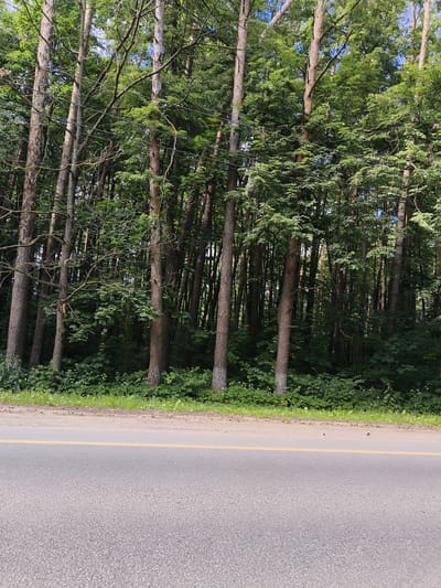 The image depicts a roadside scene in Arkhangel'skoe, Russia, characterized by a dense forest bordering a paved road. The road surface is asphalt with a yellow line marking the lane. A thin strip of sandy ground with scattered debris separates the road from the forest's edge. The forest itself is composed of numerous tall, slender trees with rough bark and abundant green foliage. A network of power lines is visible strung between some of the trees. The undergrowth beneath the trees is thick with various green plants, including some with small white flowers. The overall impression is a natural, somewhat wild environment adjacent to a man-made road.