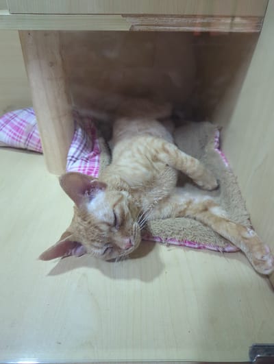 An orange tabby cat is sleeping on its back on a fuzzy blanket with a pink and white plaid fabric underneath. The cat is positioned on a light-colored wooden surface. The cat's eyes are closed and its paws are relaxed. The scene appears to be indoors, possibly in a home or shelter, within Xishan District, China.