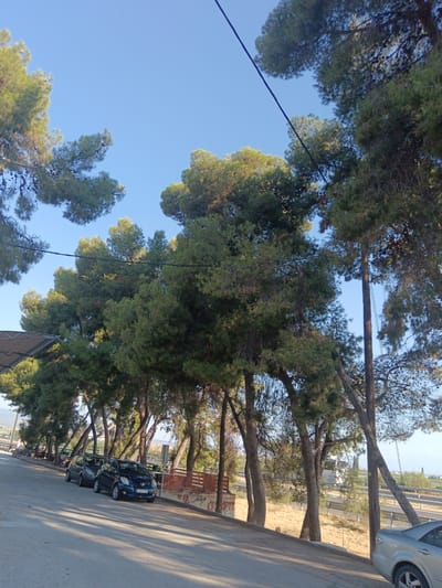 The image shows a street scene in the Municipal Unit of Vocha, Greece, with a clear blue sky overhead. A row of tall pine trees lines the side of the road, casting long shadows on the asphalt. Several cars are parked along the street, including a blue hatchback in the foreground and another dark-colored car behind it. In the background, a highway is visible, separated from the street by a fence and dry vegetation. The scene is peaceful and appears to be a typical day in a Mediterranean town.