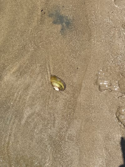 A single mussel shell lies on a wet, sandy surface. The shell is elongated and has green and brown stripes. The sand is light brown and speckled with what appear to be small, shiny particles. There are some darker, wet patches of sand and a slight ripple effect in the water, suggesting it is a beach or tidal area. The shadow of a person's finger is visible in the bottom right corner of the image. The scene does not provide any information about the city of Indiya, Moldova.