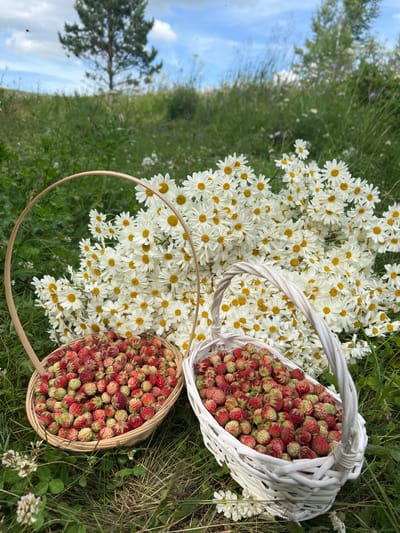 In a grassy field under a partly cloudy sky, two baskets of wild strawberries sit in the foreground. The basket on the left is made of woven wood and is filled with ripe, red and green strawberries. The basket on the right is white and also filled with strawberries. Behind the baskets is a large bouquet of white daisies with yellow centers. The background shows a gently sloping hill covered in green grass and wildflowers, with a lone tree in the distance. The overall scene evokes a sense of a bountiful harvest in a natural, rural setting, possibly in the vicinity of Novokatayevo, Russia, given its pastoral landscape.