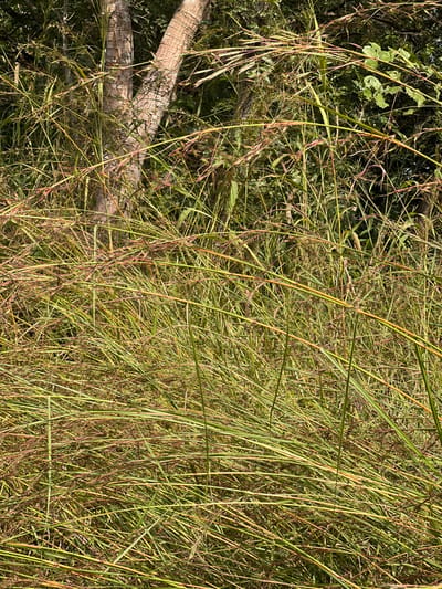 The scene is an undeveloped natural area in Logba Adzakoe, Ghana. The image is primarily composed of dense, tall grasses displaying shades of light green and yellowish-green, with some stalks and seed heads exhibiting reddish-brown coloration. These grasses occupy the foreground and midground, presenting a thick, tangled texture. In the upper left quadrant, a portion of a tree trunk with pale, textured, light-colored bark is visible, partially obscured by the foreground vegetation. Deeper into the background, darker green foliage from additional trees or shrubs is discernible. Natural light illuminates the scene. No individuals, human-made objects, or specific actions are present or detectable.