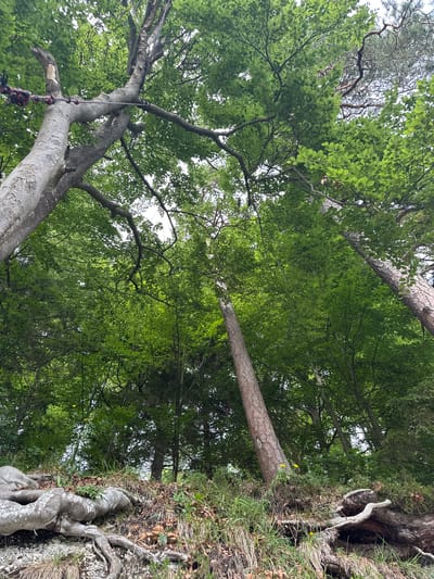 An upward perspective shot shows the thick canopy of trees, mostly beech trees with lush green foliage, against a bright, overcast sky. The foreground is dominated by the exposed, gnarled roots of a large tree, appearing weathered and grayish-white. These roots lie on a rocky and grassy embankment, interspersed with dry leaves and twigs. In the mid-ground, several tree trunks are visible, some leaning at angles, with rough, textured bark. The scene appears to be a dense forest or wooded area, possibly within Kiefersfelden, Germany, given the context of the inquiry. There are no people or animals visible in the image. The overall impression is one of natural, untamed growth, with the exposed roots suggesting a location near a bank or slope where erosion has occurred.