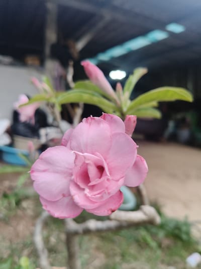 The image shows a close-up of a pink flower, likely a desert rose (Adenium obesum), in the foreground. The flower is in focus, with multiple layers of petals. Behind the flower, the background is blurred, showing green leaves and a budding flower. Further in the background, there is an out-of-focus scene that appears to be an outdoor area, possibly a yard or an open space. Elements visible in the blurred background include what looks like a corrugated metal roof structure, some containers or pots, and hints of other vegetation and possibly distant structures. The overall setting suggests a casual outdoor environment in a tropical or subtropical climate. The image does not provide specific visual cues that can pinpoint the exact location within Ban Pong Klang, Thailand, beyond it being an outdoor setting.