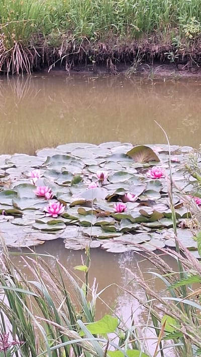 The image depicts a pond filled with water lilies in Kursieši, Latvia. The foreground is dominated by tall grasses and reeds growing along the bank, which is covered in lush green vegetation and some dry, thin stalks. The pond water is murky brown, reflecting the surrounding greenery. A cluster of pink water lily flowers, each with multiple petals and yellow centers, floats on broad, green lily pads. The lily pads are numerous and overlap each other, creating a dense carpet on the water's surface. The background shows more of the pond's surface with indistinct reflections. The scene is peaceful and natural, capturing a tranquil moment in a Latvian natural setting.