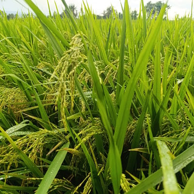 The image depicts a close-up view of a rice paddy field in Arjasa, Indonesia (latitude: -7.772, longitude: 114.139). The paddy field is dominated by tall, green rice plants. Some of the plants are bearing rice grains, which are visible as clusters of small, yellow-brown grains. There are dew drops present on the leaves. The overall impression is of a lush and fertile paddy field. No humans or animals are present. The background is a blurry expanse of green, suggesting the continuation of the paddy field beyond the frame.