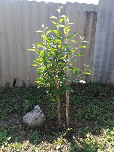 A young, leafy tree stands in a patch of soil surrounded by green weeds and a large, grey rock. The tree is supported by two wooden stakes. Behind the tree is a corrugated, grey fence that appears to be made of asbestos cement sheets, some of which are cracked and stained. The scene is lit by direct sunlight, casting shadows. The environment suggests an outdoor setting in a residential or rural area in Lobkovo, Russia. There are no people or animals visible in the image.