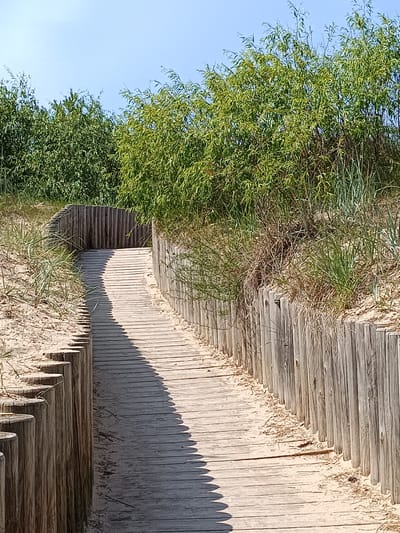 A wooden boardwalk curves through sand dunes, flanked by a weathered wooden fence on the right and shorter wooden posts on the left. Green foliage and tall grasses grow behind the fence and along the left side of the boardwalk. The sky is clear and blue. This scene is located on the Baltic Sea coast in Pāvilosta, Latvia.