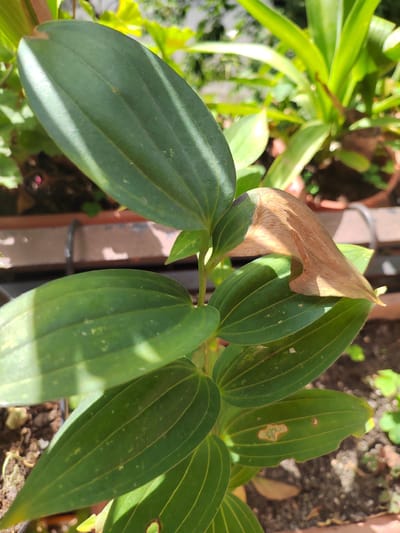 A close-up, eye-level, vertical shot shows a plant with large, green, ovate leaves, some of which have slight browning or damage. One leaf, positioned towards the upper right, is significantly dried and brown, curled inward. The plant is in a pot, with soil visible at the bottom. In the background, other plants in pots are out of focus, suggesting an outdoor setting. The lighting suggests it is daytime, with sunlight casting shadows on the leaves. This scene is located in the city of Soisy-sous-Montmorency, France.