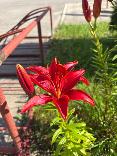 A close-up, high-angle shot features a vibrant red lily in bloom, positioned prominently in the center of the frame. The lily has several opened petals, revealing its stamens and pistil, and one unopened bud hangs below. To the left and upper left of the opened lily, two more unopened buds are visible, attached to a stem. The background is a mix of lush green foliage, bathed in bright sunlight, suggesting a daytime setting. In the foreground and extending across the bottom of the image, a rusty red railing is visible, casting shadows. The railing is slightly out of focus, drawing attention to the lily. The overall impression is one of natural beauty and growth. No people are visible in the image. The setting appears to be an outdoor garden or balcony in Bahushewsk, Belarus.