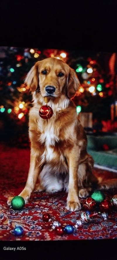 A medium-sized, long-haired dog, likely a Golden Retriever, lies on a richly patterned red and blue rug in a festive, indoor setting. The dog has golden-brown fur with white markings on its chest and looks directly at the viewer with a calm expression. A red Christmas ornament is positioned near its mouth, possibly held gently or resting on its chin. Its front paws are extended, resting on the rug, which is also scattered with various other Christmas ornaments in green, blue, red, and silver. In the blurred background, a warm glow of multi-colored bokeh lights, typical of a decorated Christmas tree, creates a soft, ambient atmosphere, suggesting the scene takes place in the evening. The overall mood is cozy and festive. The text "Galaxy A05s" is visible in the bottom right corner of the image.