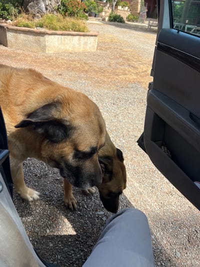 The image presents a close-up, ground-level view of a large, light brown dog interacting with a person inside an open car. The dog, which has prominent dark brown or black markings around its muzzle and ears, is positioned in the lower-left to central part of the frame, looking up attentively towards the lower right.
A person's leg, dressed in light grey pants, is visible in the lower right corner, suggesting someone is seated in the vehicle. The car door is open, with a section of its dark grey interior, including a textured panel and storage compartment, occupying the upper portion of the image. The immediate ground beneath the dog and car is covered in light-colored gravel or small pebbles.
The scene is brightly lit by natural sunlight, casting distinct shadows from the car door onto the gravel and creating bright highlights, indicating it is daytime with clear weather. In the background, beyond the gravel, there are glimpses of green foliage and a light-colored concrete or stone wall, consistent with an outdoor setting such as a driveway or a yard in Vila-seca, Spain. The dog appears calm and focused on the person. No discernible text is visible in the image.