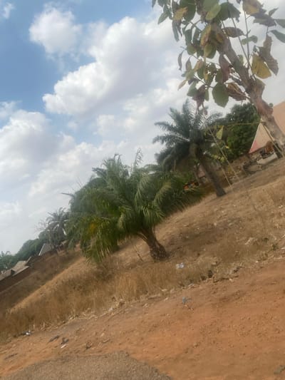 This image depicts an outdoor scene in Ninzo West, Nigeria, under a partly cloudy sky. The foreground features a reddish-brown dirt path or unpaved road with scattered small pieces of white and blue debris. The midground consists of an elevated, dry, uncultivated area covered with sparse, yellowish-brown desiccated vegetation. Several palm trees of varying heights, characterized by green fronds and visible trunks, are distributed across this elevated terrain. In the background, multiple low-rise structures with light-colored walls and dark roofs are visible on the left. To the right, behind a cluster of palm trees, a light-colored building with a dark-reddish roof section and a partially visible white, triangular-shaped structure with red trim is present. No individuals or animals are visible, and no specific actions or interactions are occurring within the frame. The overall environment suggests a semi-arid or dry season landscape.