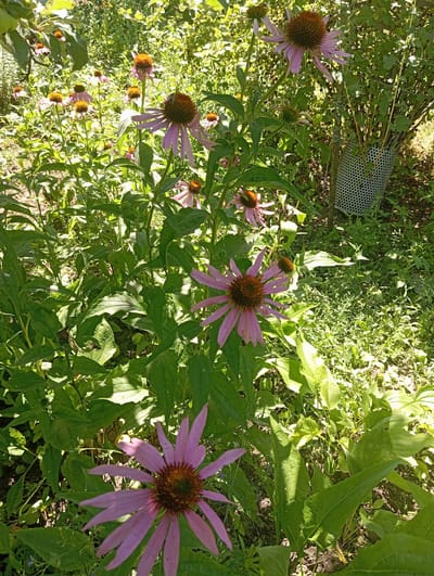 The image captures a patch of echinacea flowers, also known as coneflowers, in a garden setting. The flowers are predominantly pink with prominent brown centers. They are interspersed with lush green foliage under bright sunlight, suggesting a warm day. In the background, a tree trunk protected by a mesh guard is visible, indicating a cultivated garden area. The scene appears to be located in Keleberdivka, Ukraine, a detail that provides geographical context to the image. There are no people present in the image, and the focus is solely on the natural elements of the garden. The lighting suggests it is daytime, with sunlight filtering through the leaves, creating dappled shadows.
