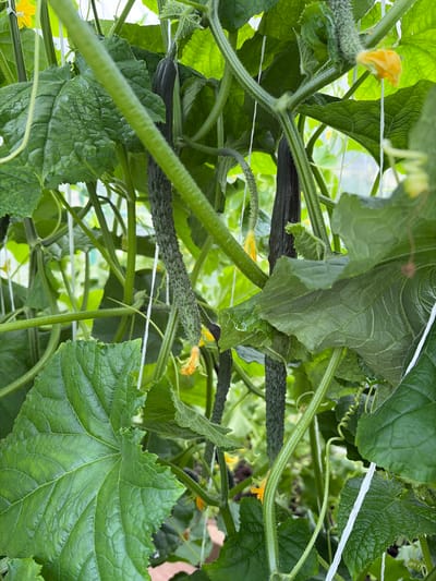 This is a close-up, eye-level, indoor photograph of cucumber plants growing in a greenhouse. The scene is dominated by vibrant green leaves and stems, with several cucumbers in various stages of growth. One mature cucumber, dark green and ribbed, hangs vertically. Younger, lighter green cucumbers with spines are visible, some with yellow flowers attached. The plants are supported by white strings, indicating cultivation in a greenhouse or vertical gardening system. The background is blurred, suggesting a controlled environment, possibly a greenhouse or a covered garden. There are no people or animals present in the image. The location is specified as Panovka, Russia.
