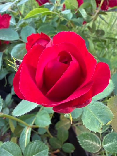 A close-up, head-on, vertical shot focuses on a vibrant, deep red rose in full bloom. The rose's petals are tightly furled towards its center, creating a sense of depth and intrigue. The texture of the petals appears velvety and smooth, with subtle undulations. Surrounding the central rose are soft-focus green leaves and stems, creating a natural, garden-like backdrop. To the left of the main rose, a hint of another red rosebud or partially opened bloom is visible. The lighting is soft, casting gentle shadows that accentuate the rose's form. The image does not contain any people or specific landmarks that would indicate a location within the city of Липицы, Russia.