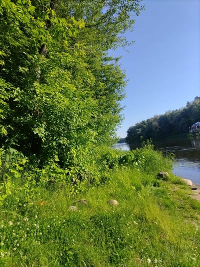 The image depicts a sunny day at a riverbank in Падлабенскі сельскі Савет, Belarus. Lush green trees and tall grass line the left side of the frame, with a cluster of white clover flowers visible in the foreground. The river flows towards the right, its surface rippling gently. On the far bank, a dense line of trees creates a natural backdrop. In the distance, a gazebo with a white roof is situated on a pier extending into the water, with a few indistinct figures present. The sky is a clear, bright blue.