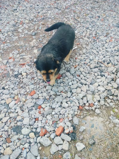 A black and tan dog with its tongue out is standing on a gravelly ground with scattered pieces of broken bricks and some dry grass. A small puddle of water is visible in the lower right quadrant of the image. The scene appears to be outdoors in a location with loose debris.