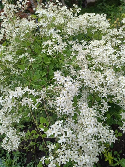 The image shows a dense cluster of small white flowers with green leaves and brown stems, likely a flowering vine such as Clematis. The flowers are star-shaped with prominent stamens in the center. The overall impression is one of abundant bloom, suggesting late spring or summer. The background is out of focus, showing blurred greenery and darker patches that could be soil or other plants, indicating an outdoor garden setting. There are no people visible, and no specific activity is taking place. The lighting suggests it is daytime, possibly overcast as there are no harsh shadows. The location context provided is "Первомайское, Russia". No text is visible in the image.