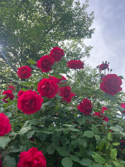 The image captures a low-angle view of a rose bush in Piperkovo, Bulgaria, showcasing vibrant red roses in full bloom against a backdrop of lush green foliage and a partially overcast sky. The roses are the focal point, with their velvety petals and varying stages of openness, ranging from tight buds to fully open blossoms. The leaves are a mix of light and dark green, adding depth and texture to the scene. The sky is pale grey, with faint streaks of clouds visible. The presence of a tree on the left side of the image suggests the rose bush is growing in a garden or natural setting within Piperkovo.