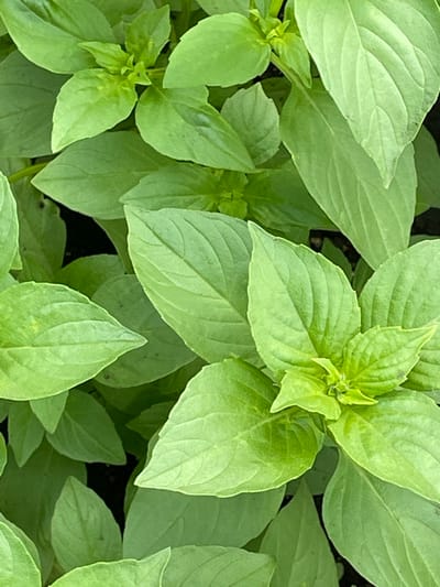 This is a close-up, overhead, vertical, natural light, medium-shot photograph of a dense cluster of vibrant green basil leaves. The leaves are lush and varied in size and shape, with a prominent central cluster of new growth in the upper right quadrant. The texture of the leaves appears smooth with visible veins. The background is a dark, indistinct soil. There are no people or any other discernible objects present. The scene is located in Petrushenko, Russia.