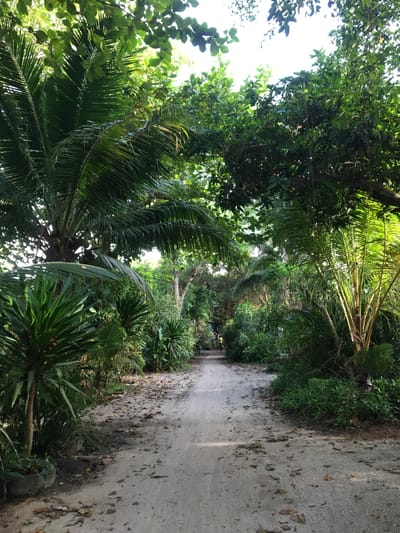 The image depicts a narrow paved road running through a lush, tropical environment. The location is Baan Kai, Thailand. Dense vegetation, including palm trees and various green plants, lines both sides of the road. The road surface is gray and appears worn, with scattered debris and leaves. The scene conveys a sense of tranquility and immersion in nature. There are no people visible in the image. The lighting is filtered through the canopy, creating a dappled effect on the road.