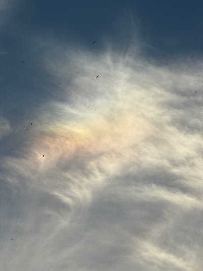 A low-angle shot captures a vast expanse of sky over Helsingborg, Sweden, filled with wispy, high-altitude clouds. A faint sundog, a halo of light and color, is visible towards the center of the frame, indicating the presence of the sun, though it is obscured by the clouds. Scattered throughout the sky are several birds in flight, appearing as small, dark silhouettes against the brighter clouds and darker blue sky. The scene suggests a daytime setting, likely late morning or afternoon given the quality of light. The weather appears to be partly cloudy with a celestial phenomenon occurring. The overall mood is serene and natural. There is no visible text in the image.
