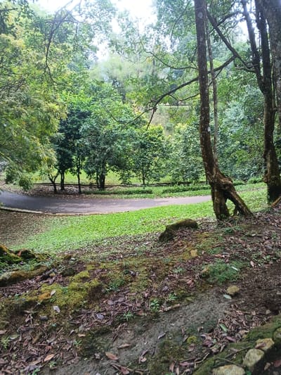 This image depicts a heavily vegetated outdoor environment located in the city of Tah, Vietnam. The foreground features a gently sloped, uneven terrain composed of dark soil, scattered dry leaves, and numerous patches of vibrant green moss, interspersed with small rocks. On the right, the lower portions of several tree trunks with rough bark and exposed, gnarled roots are visible.
In the midground, a dark gray, asphalt or paved path curves horizontally from left to right, bordered by a strip of manicured green grass. Beyond the path, a dense line of smaller, lush green trees forms a barrier. Further back in the midground, a dark, linear feature, consistent with railway tracks or a narrow service road, runs horizontally.
The background consists of a dense canopy of mature trees with varying shades of green foliage, effectively obscuring the sky. No individuals, animals, or specific actions are discernible within the frame. The overall lighting is uniform, suggesting overcast conditions or a deeply shaded area.