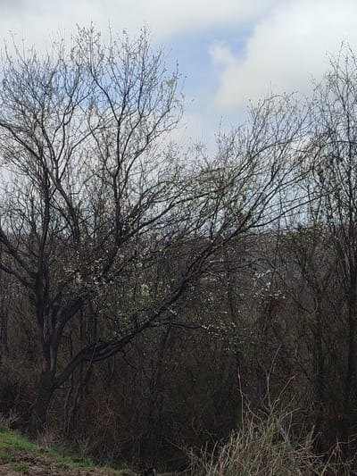 The scene depicts a natural, outdoor environment identified as being located in Bestuzhevskoye, Russia. The image is dominated by deciduous trees and dense vegetation under a partially cloudy sky. The upper portion of the frame displays a light blue sky intermixed with large, diffused white and grey cloud formations.

The central and mid-ground areas are populated by numerous trees and shrubs, largely in an early spring state. A prominent tree on the left side features a thick, dark brown trunk and a dense network of bare, dark branches extending upwards and outwards. Scattered among the branches of this and surrounding trees are numerous clusters of small, white blossoms and nascent light green leaves, indicating early flowering. To the right, the trees form a denser canopy of dark, mostly bare branches, with similar sporadic white blossoms visible. The background consists of a dense, dark mass of intertwined leafless branches and foliage, suggesting a thicket or forest edge.

The foreground on the lower left shows a patch of dark, disturbed earth or mud, adjacent to a vibrant strip of green grass and low-lying vegetation. To the lower right, the ground cover transitions to sparser, lighter brown, dried grasses and scrub. No individuals or man-made objects are discernible within the frame.