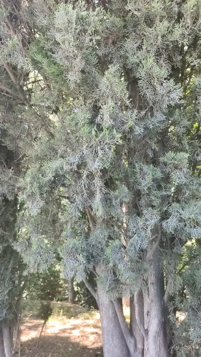 The image shows a close-up of the dense foliage of a cypress tree. The branches are covered in small, scale-like leaves, which appear to be a dusty green or blue-green color. Some parts of the foliage are lighter, suggesting dried or lighter-colored needles. The texture is feathery and somewhat tangled. The background is out of focus, but appears to be other trees and foliage, with patches of sunlight on the ground. The lower part of the image shows the textured, grey bark of the tree trunk, which is divided into several smaller trunks. The overall impression is a natural, outdoor scene, likely a park or garden. The specific location in Кореизский поселковый совет, Ukraine, is not visually evident from the image itself, as there are no identifying landmarks or features.
