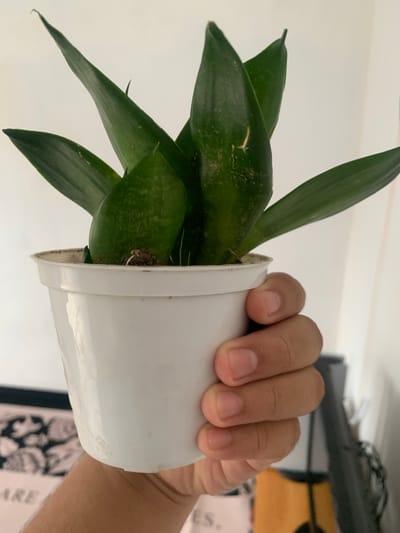 A hand holds a small white pot containing a dark green snake plant. The location is Blangbladeh, Indonesia.