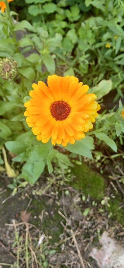A bright orange calendula flower is in full bloom, its petals radiating outwards from a dark brown, textured center. The flower is the central focus of the image, set against a blurred background of lush green foliage and dry, earthy ground. A few unfurled buds and green leaves are visible around the main flower, suggesting a garden setting. The ground is a mix of dark soil, scattered dry grass, and patches of moss. The overall scene is natural and appears to be outdoors, possibly in a park or garden in Arkadak, Russia. No people or animals are present in the image.