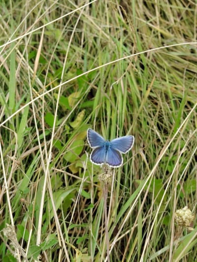 A blue butterfly with white-edged wings rests on a dried stalk of grass amidst a field of green and brown grasses. The butterfly's wings are spread open, revealing their iridescent blue color. The background is a blur of natural vegetation, suggesting an outdoor setting. The image appears to be taken in Balyko-Shchuchynka, Ukraine.