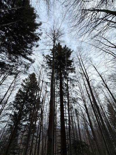 The image is a low-angle view of a forest canopy. The location is likely near Kamnik, Slovenia based on the prompt. The trees in the foreground are leafless, while other trees in the distance have dark green foliage. The sky is overcast and light gray, visible through the bare branches. There are no people visible in the image. The environment is a forest during a season with sparse foliage.