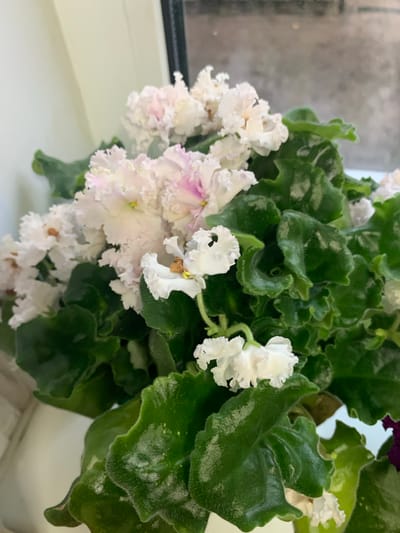 The image shows a close-up of a flowering African violet plant. The plant has lush, dark green, velvety leaves with ruffled edges. Numerous white and pale pink flowers, also with ruffled petals, are blooming among the foliage. Some of the flowers have delicate pink tinges at their centers. The texture of the leaves and petals appears soft and slightly fuzzy.

The plant is positioned on a white surface, likely a windowsill, with a blurred background that suggests a window. The light filtering in from the window creates a soft, diffused illumination, hinting at an indoor setting. The overall mood is peaceful and serene, highlighting the natural beauty of the plant. There are no people visible in the image, nor any text. The composition focuses solely on the plant, emphasizing its delicate blooms and textured leaves.