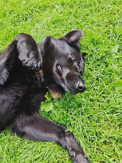 A black dog lies on its back in a patch of green grass, possibly in Koledino, Russia. The dog's paws are splayed outwards, and its head is turned to the side, exposing its muzzle and right eye. The dog is wearing a brown collar. The grass is short and appears to be well-maintained, with a few small green leaves scattered amongst it. The lighting suggests it is daytime, with no harsh shadows indicating direct sunlight.
