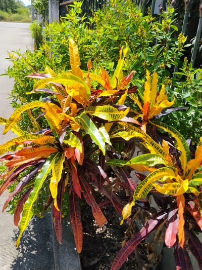 This media file showcases a vibrant croton plant with brightly colored leaves, predominantly yellow, orange, red, and dark purple. The plant is situated outdoors, in what appears to be a residential or garden setting in Ban Patan, Thailand.
The background consists of lush green foliage, possibly other plants and bushes, some of which have small yellow flowers. A concrete walkway or path is visible to the left of the croton plant, leading away from the viewer. To the right, a black metal fence is partially visible, hinting at a boundary or enclosure. In the distance, a road and some greenery suggest a rural or suburban environment.
The scene is bathed in bright sunlight, indicating it is daytime, likely late morning or early afternoon given the strong shadows. The weather appears to be clear and sunny. There are no people or specific activities depicted; the focus is solely on the plant and its immediate surroundings. The overall impression is one of natural beauty and a well-maintained outdoor space. No visible text is present in the image.
