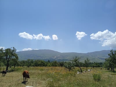 This is an eye-level, wide-angle photograph of a rural landscape under a clear blue sky with scattered white clouds. In the foreground, a meadow with dry grass and blooming yellow and white wildflowers is visible. Two cows, one brown and one dark-colored, are present in the meadow. To the left, a large tree with dense foliage stands prominently. In the middle ground, a cluster of trees creates a verdant backdrop. In the background, rolling green hills and mountains recede into the distance, with a town or village nestled in the valley. The overall scene depicts a peaceful, pastoral setting. The location is identified as Kalaynay, Tajikistan.