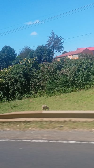 The image captures a bright, sunny daytime scene of a roadside landscape, likely viewed from a moving vehicle.
In the foreground, a dark grey paved road with a faded white line marking its edge or center is visible. Above the road, a light brown or tan-colored guardrail runs horizontally across the image, separating the road from a grassy embankment.
Above the guardrail, a gently sloping, vibrant green grassy bank is present. On this slope, a single light-colored, fluffy animal, resembling a sheep or a shaggy goat, is visible with its head lowered, appearing to graze.
Behind the grassy slope, there is a dense expanse of green bushes and trees, indicating lush vegetation. Peeking through and above this foliage in the background, parts of buildings are discernible. These structures feature distinctive red-tiled roofs, and one building appears to have an orange or light brown wall. A tall, somewhat sparse conifer tree stands out among the other trees in the mid-ground.
The sky is a clear, bright blue with a few scattered, wispy white clouds. Multiple dark power lines or telephone wires stretch across the upper portion of the sky.
The overall impression is one of a peaceful, possibly rural or semi-rural setting under a clear sky, observed as one travels along a road. The sunlight suggests it is mid-day. There is no visible text in the image.
