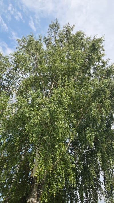 The image is a low-angle shot looking up at a large birch tree with green leaves against a partly cloudy sky. The tree's trunk, with its characteristic white bark, is visible at the bottom center of the frame. The branches extend outwards, covered in dense foliage. The sky above is blue with scattered white, wispy clouds. The scene appears to be an outdoor environment, likely a park or natural area in Saulkalne, Latvia. There are no people or animals visible in the image. The lighting suggests it is daytime.
